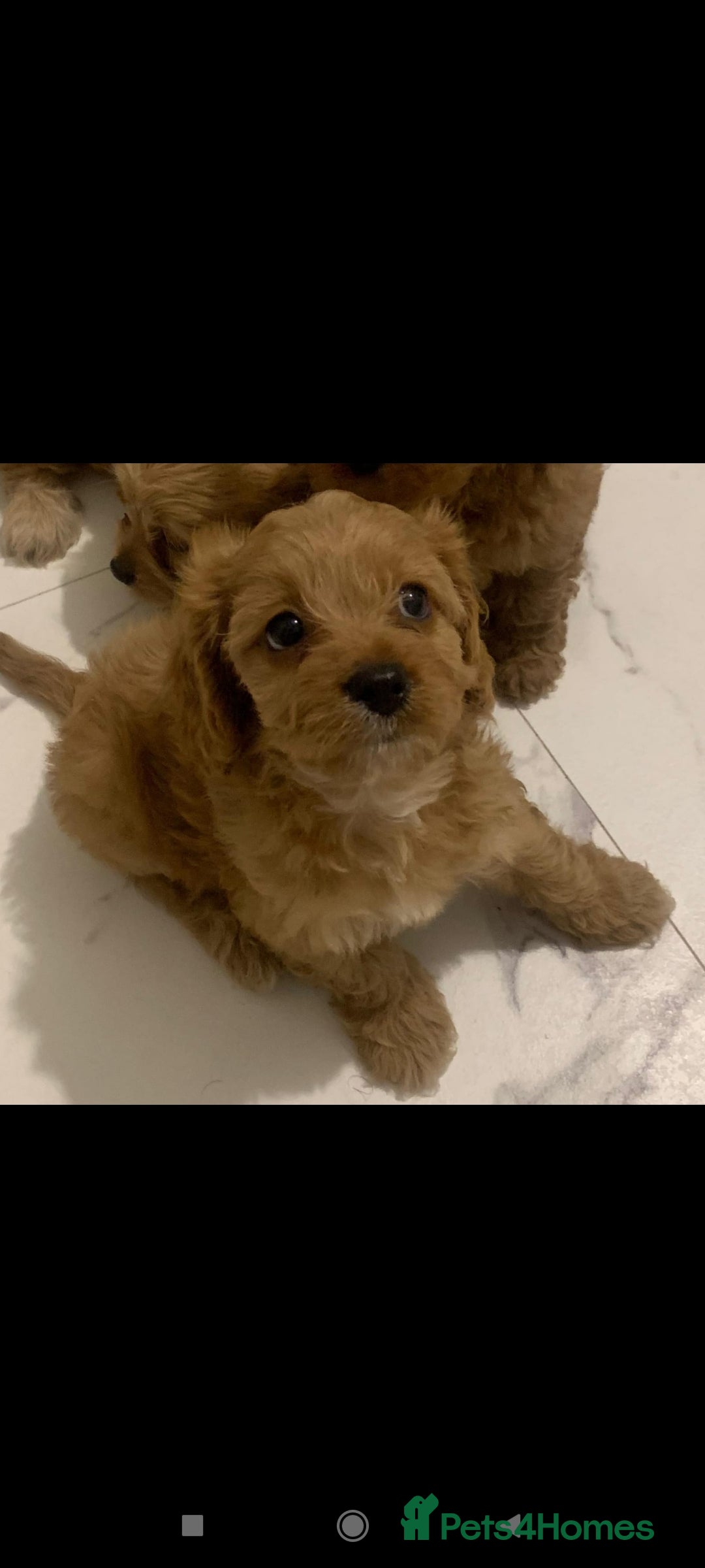 Cavapoo dogs for sale: Cavapoo puppies  - Image 5