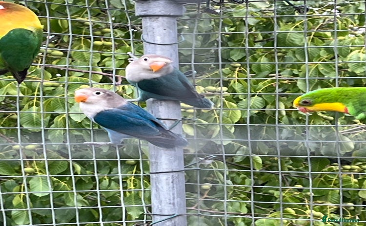 Lovebirds birds - Advert 2