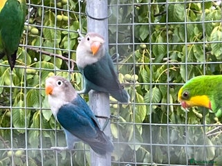 Lovebirds birds - Advert 26