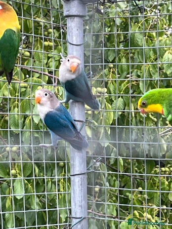 Lovebirds birds - Advert 3
