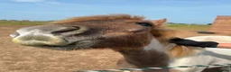 Shetland pony horses for sale: Shetland Cross Yearling Filly in Ramsgate - Advert 6