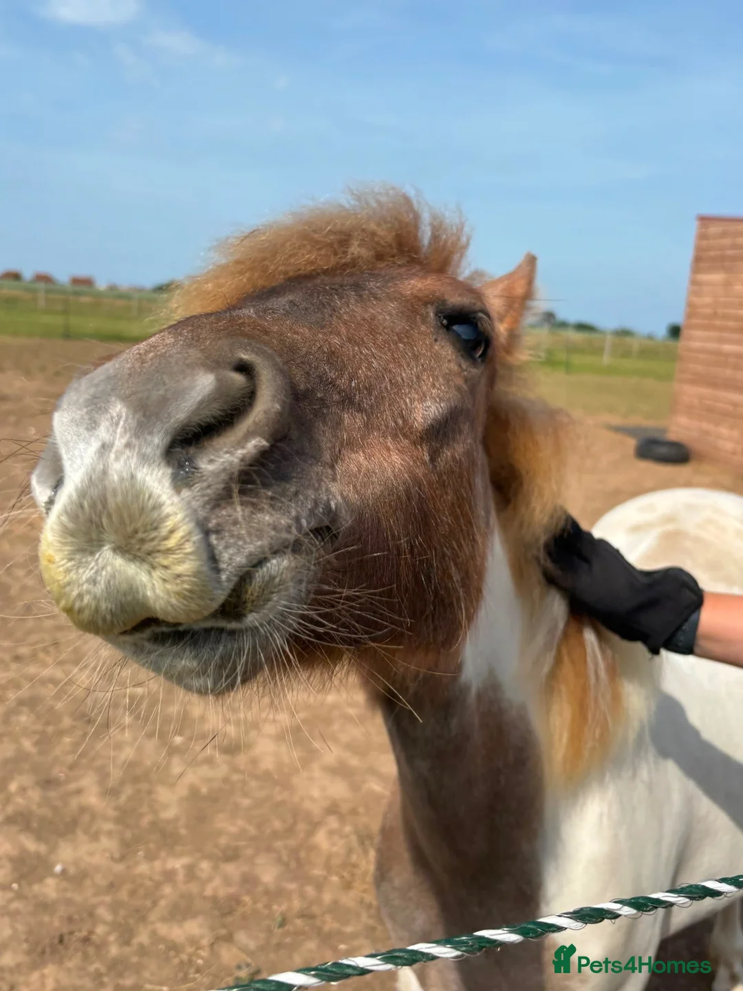 Shetland pony horses for sale: Shetland Cross Yearling Filly in Ramsgate - Advert 6