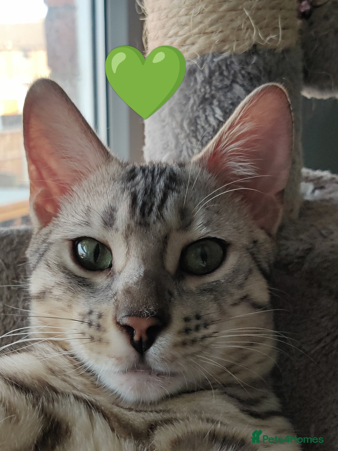 Bengal cats for sale: Only 2 boys left in Saint Helens - Image 11