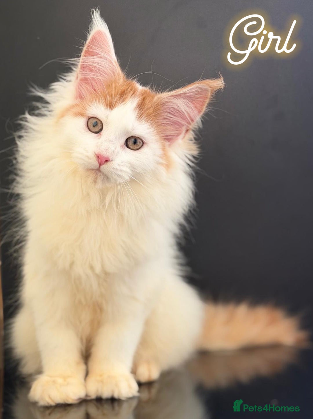 Maine Coon cats for sale: Purebred maine coon kittens - Advert 2