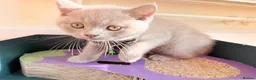 British Shorthair cats for sale: Baby Kittens British Shorthair in Gravesend - Advert 27