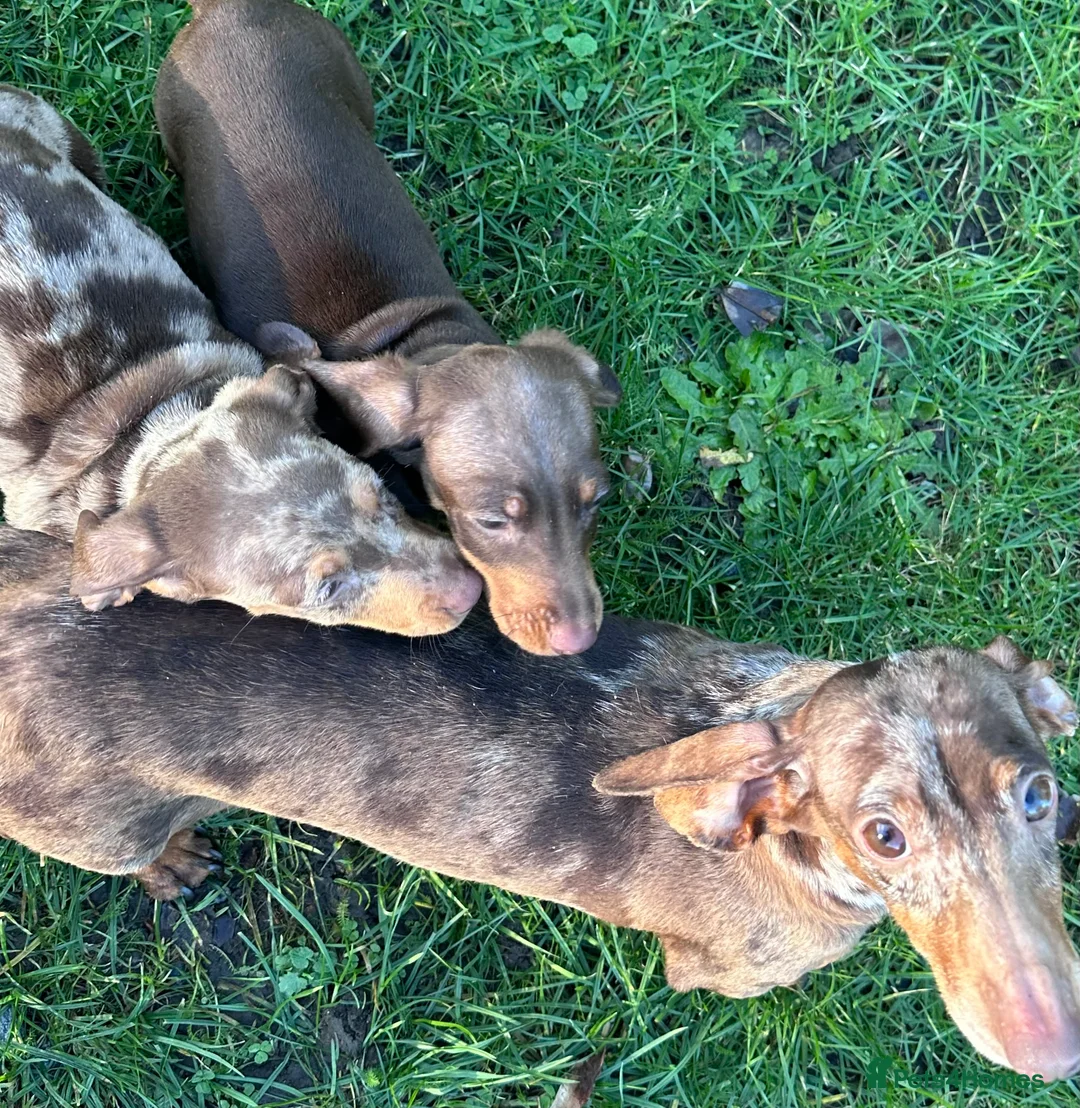 Miniature Dachshund dogs for sale: Miniature boy dachshunds - Advert 1