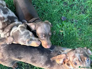 Miniature Dachshund dogs Miniature boy dachshunds - Advert 1