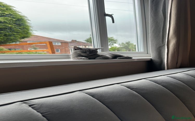 British Shorthair cats - Advert 12