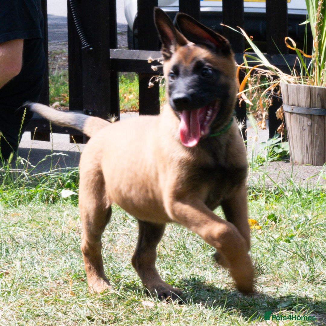 Belgian Shepherd Dog dogs for sale: Stunning Belgian Malinois Puppies Ready Now - Image 14