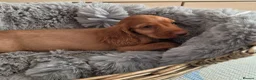 Cocker Spaniel dogs for sale: Working Type Cocker Spaniels  - Advert 14