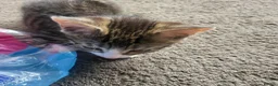 Mixed Breed cats for sale: Male kittens  - Advert 5