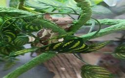 Gecko reptiles for sale: 2 Crested Geckos  - Image 6