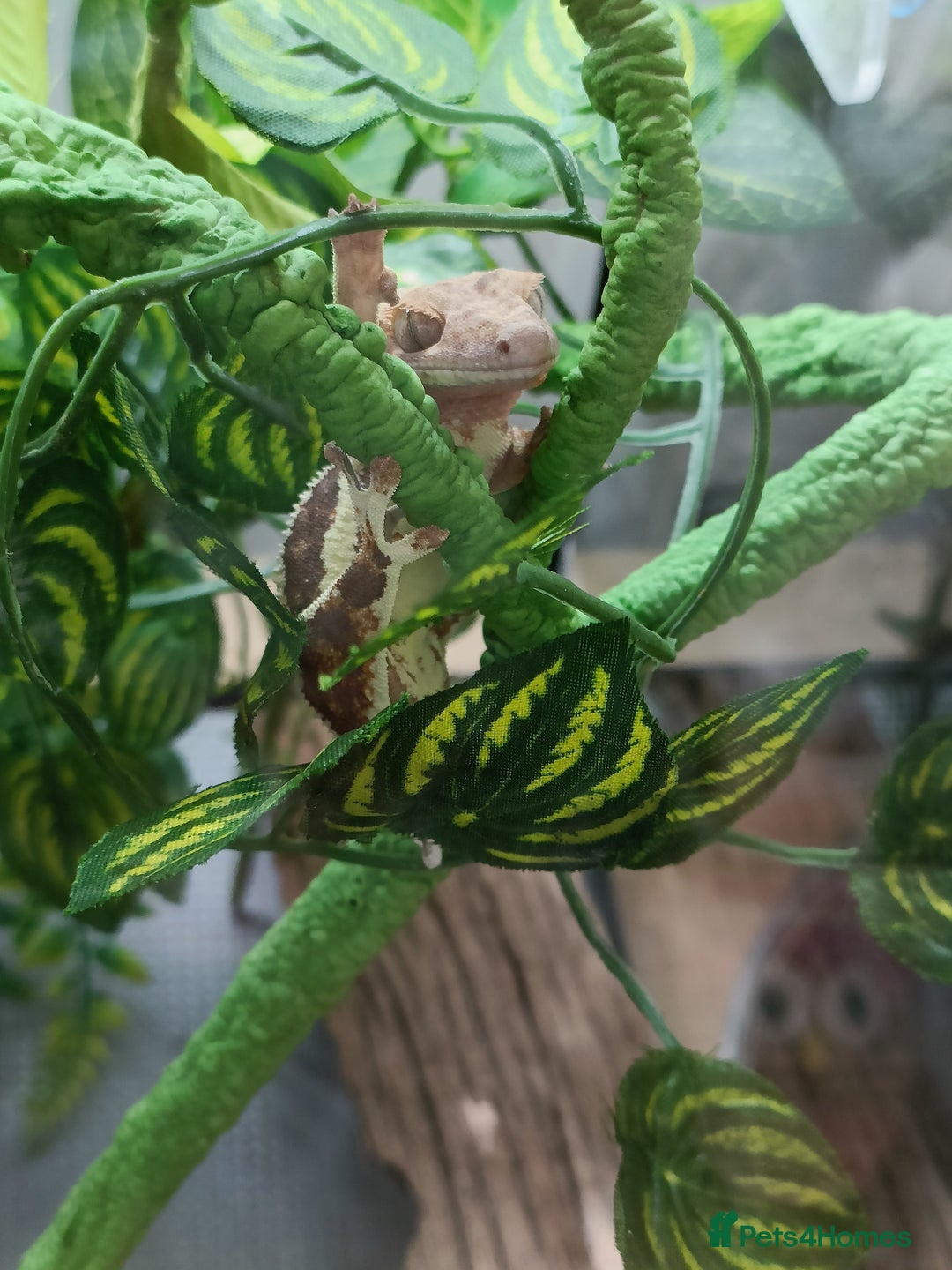 Gecko reptiles for sale: 2 Crested Geckos  - Image 6