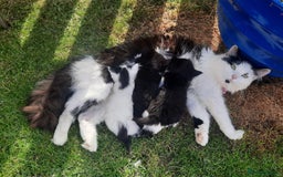 Mixed Breed cats for sale: 3 Gorgeous Kittens - Must be Seen! - Image 7