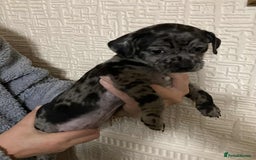 Mixed Breed dogs for sale: Jack Chi puppies - unique merle  - Image 6
