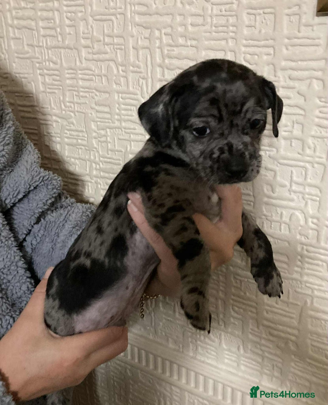 Mixed Breed dogs for sale: Jack Chi puppies - unique merle  - Image 6