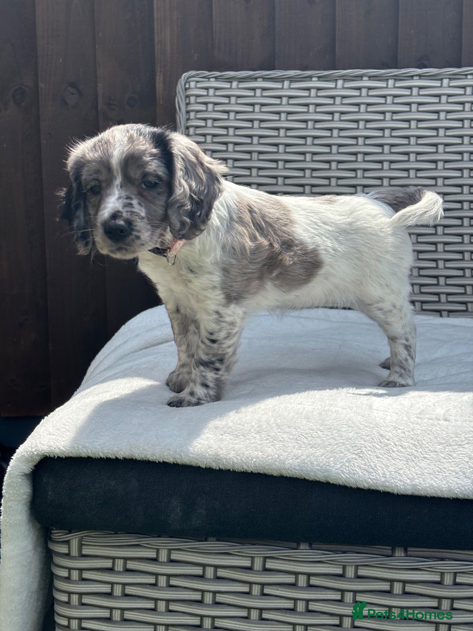 Mixed Breed dogs Ready now ❤️ 2 girls left ❤️  - Advert 2