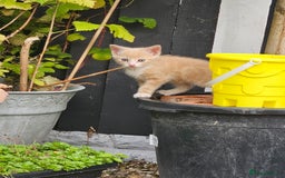 Mixed Breed cats for sale: 3 lovely and playful kittens  - Image 6