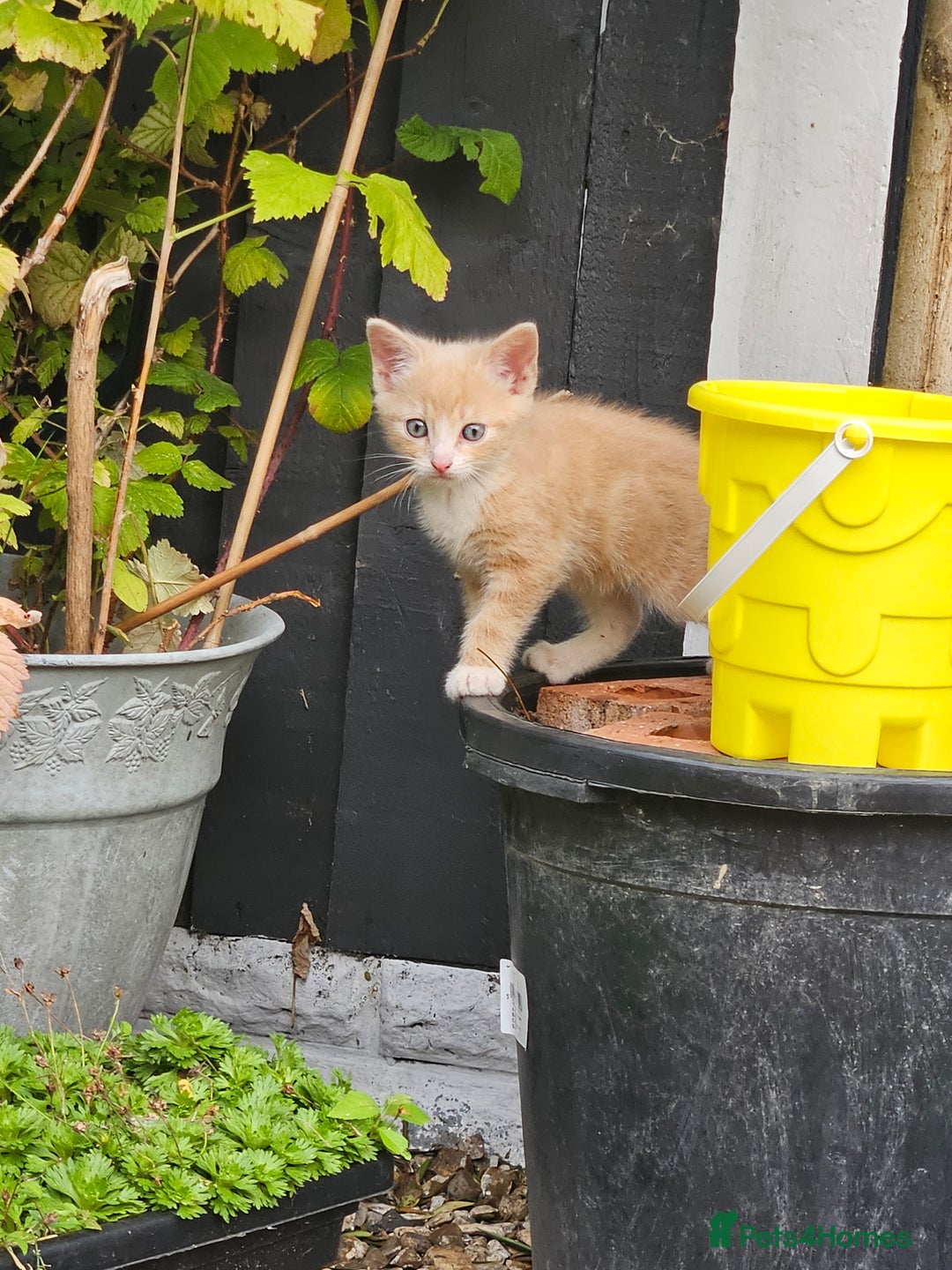 Mixed Breed cats for sale: 3 lovely and playful kittens  - Image 6