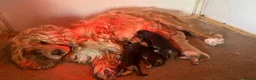 Cocker Spaniel dogs for sale: Show cocker spaniel puppies  - Advert 16
