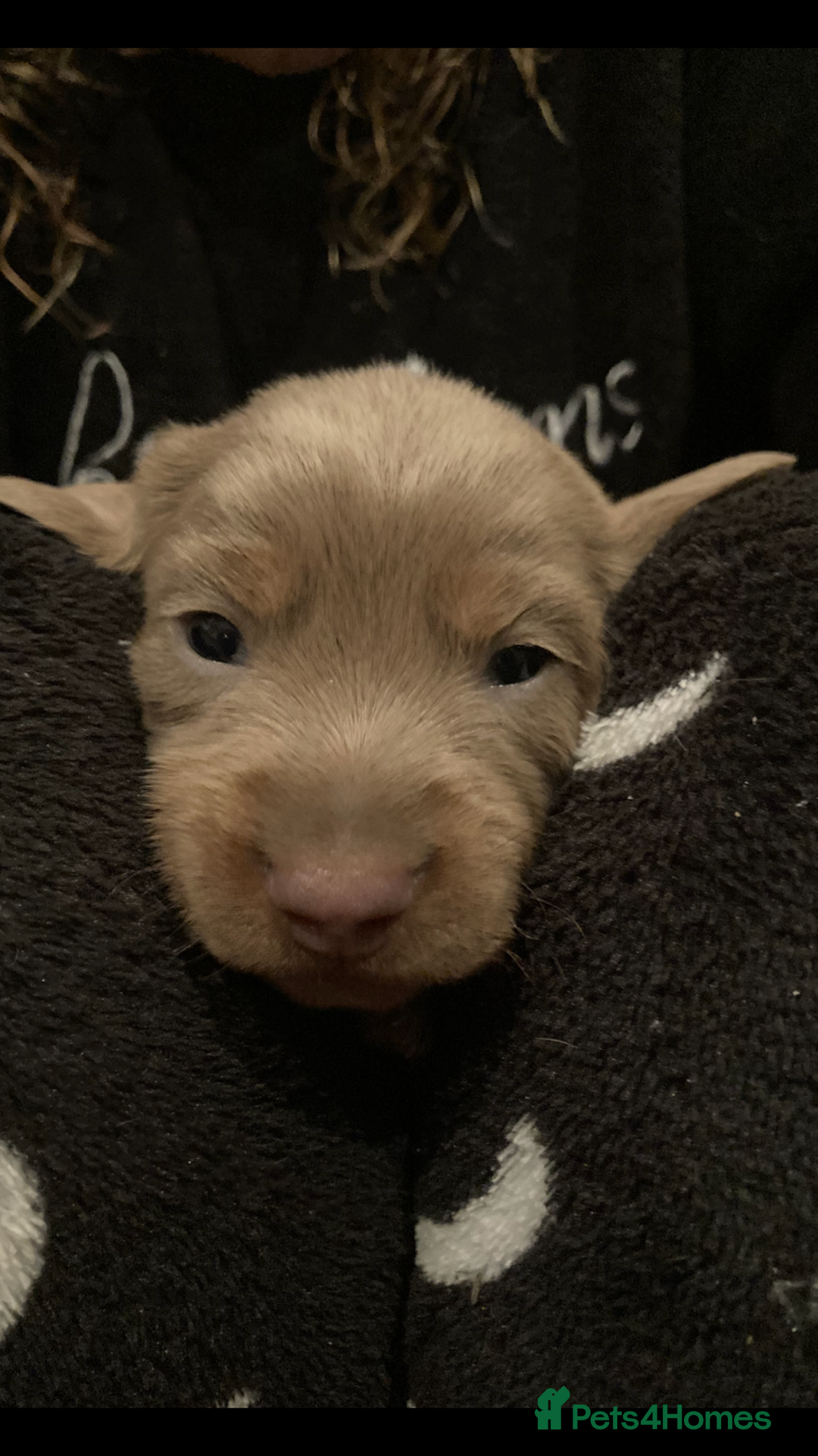 Dachshund dogs for sale: 2 miniature Dashhounds available  - Advert 12