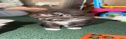 Mixed Breed cats for sale: GORGEOUS British Shorthair& ScottishFold Kittens - Advert 35