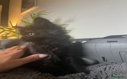 Domestic Shorthair cats for sale: Black tortoiseshell female  - Image 4