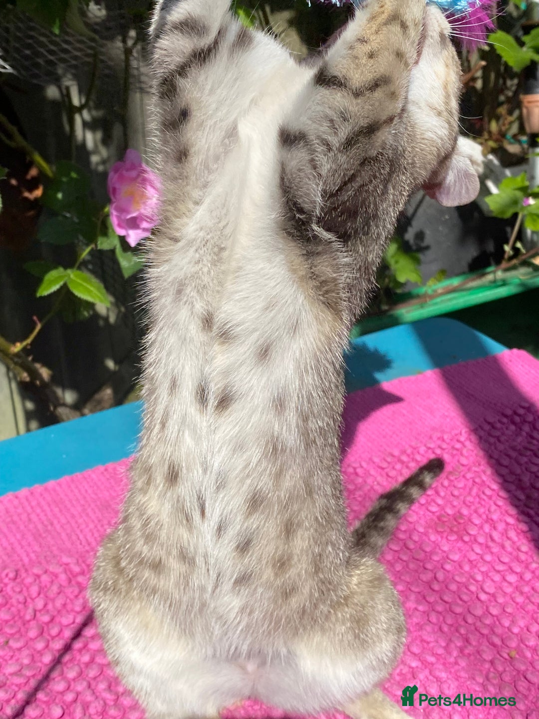 Savannah cats for sale: Pedigree F5 SBT SAVANNAH girl seeks forever home in Manchester - Image 26