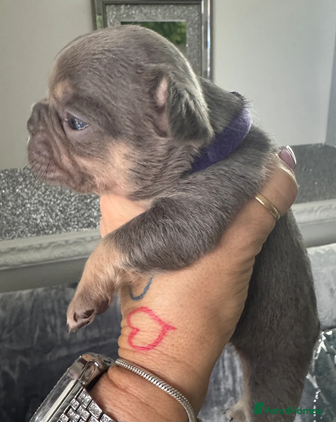 French Bulldog dogs for sale: Out standing french bulldogs merles carry fluffy - Advert 29