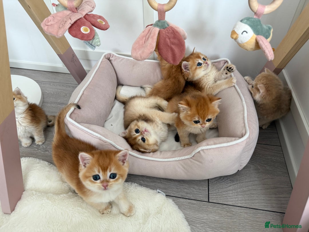 Brazilian Shorthair cats for sale: Golden British Shorthair kittens - Image 12