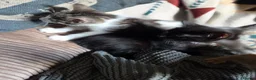 Mixed Breed cats for sale: Kittens  - Advert 7