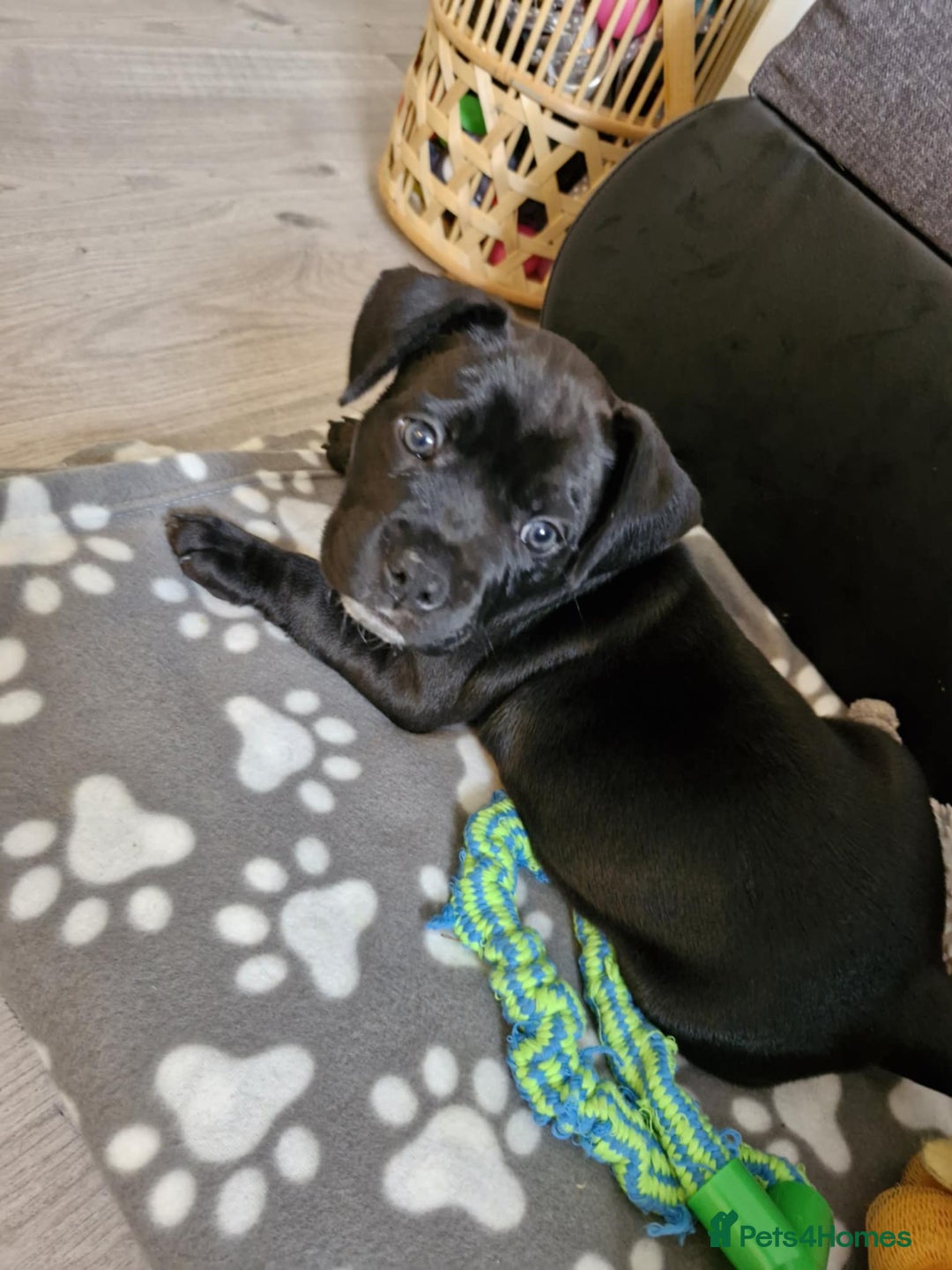 Cane Corso dogs for sale: Mr Cane corso x bulldog - Image 4