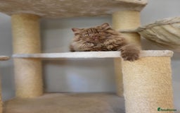 British Longhair cats for sale: Stunning Cinnamon Tica Registered Boy - Image 10