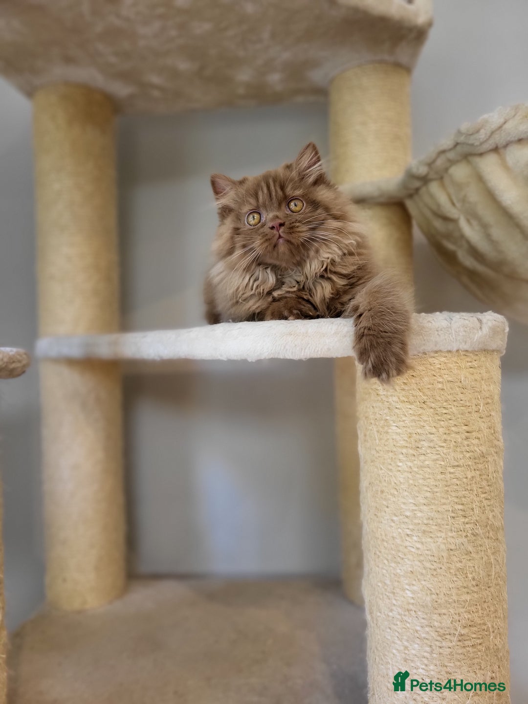 British Longhair cats for sale: Stunning Cinnamon Tica Registered Boy - Image 10