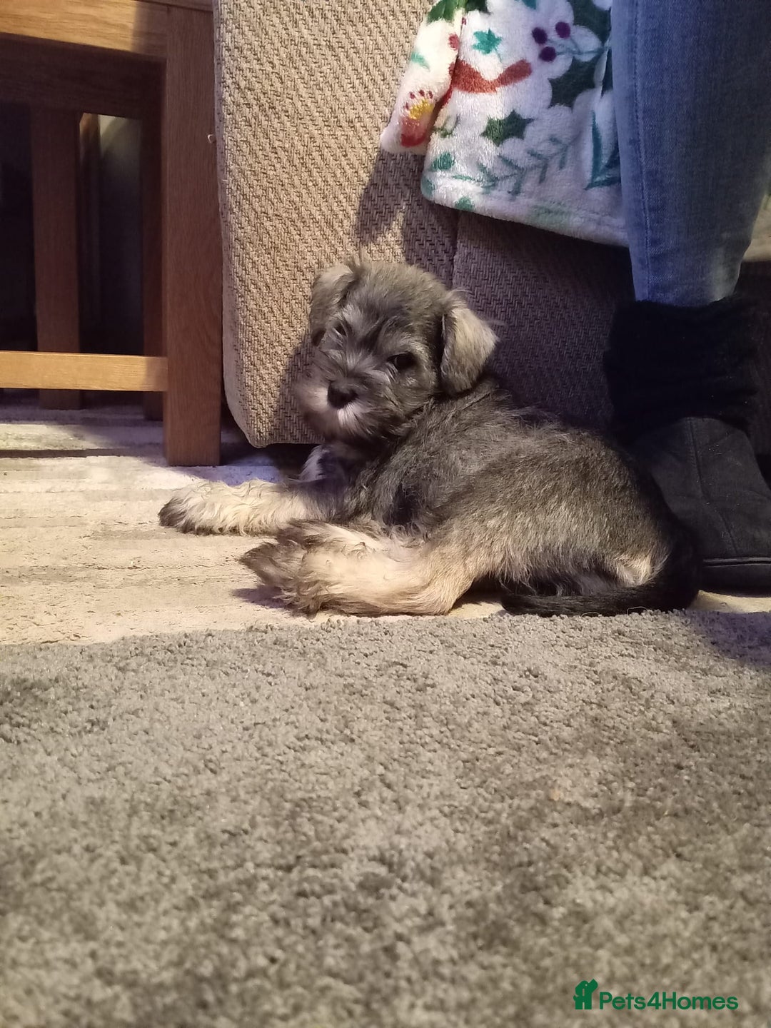 Miniature Schnauzer dogs for sale: All pups sold. Thank you - Advert 20