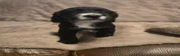 Cocker Spaniel dogs for sale: 4 stunning cocker spaniels in Warrington - Advert 11