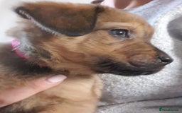 Mixed Breed dogs for sale: Beautiful mixed labrador rottweiler puppies  - Image 4