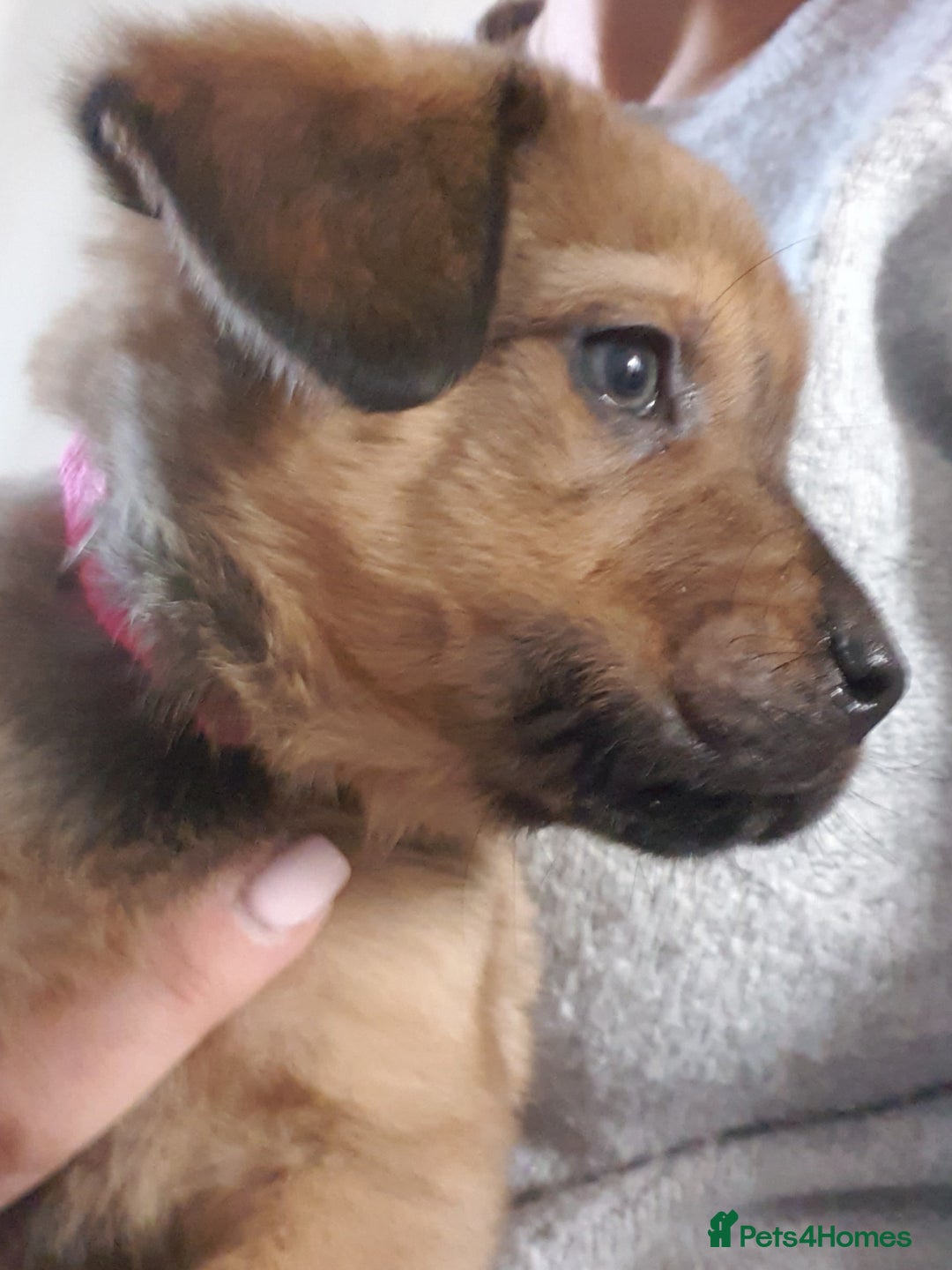 Mixed Breed dogs for sale: Beautiful mixed labrador rottweiler puppies  - Image 4