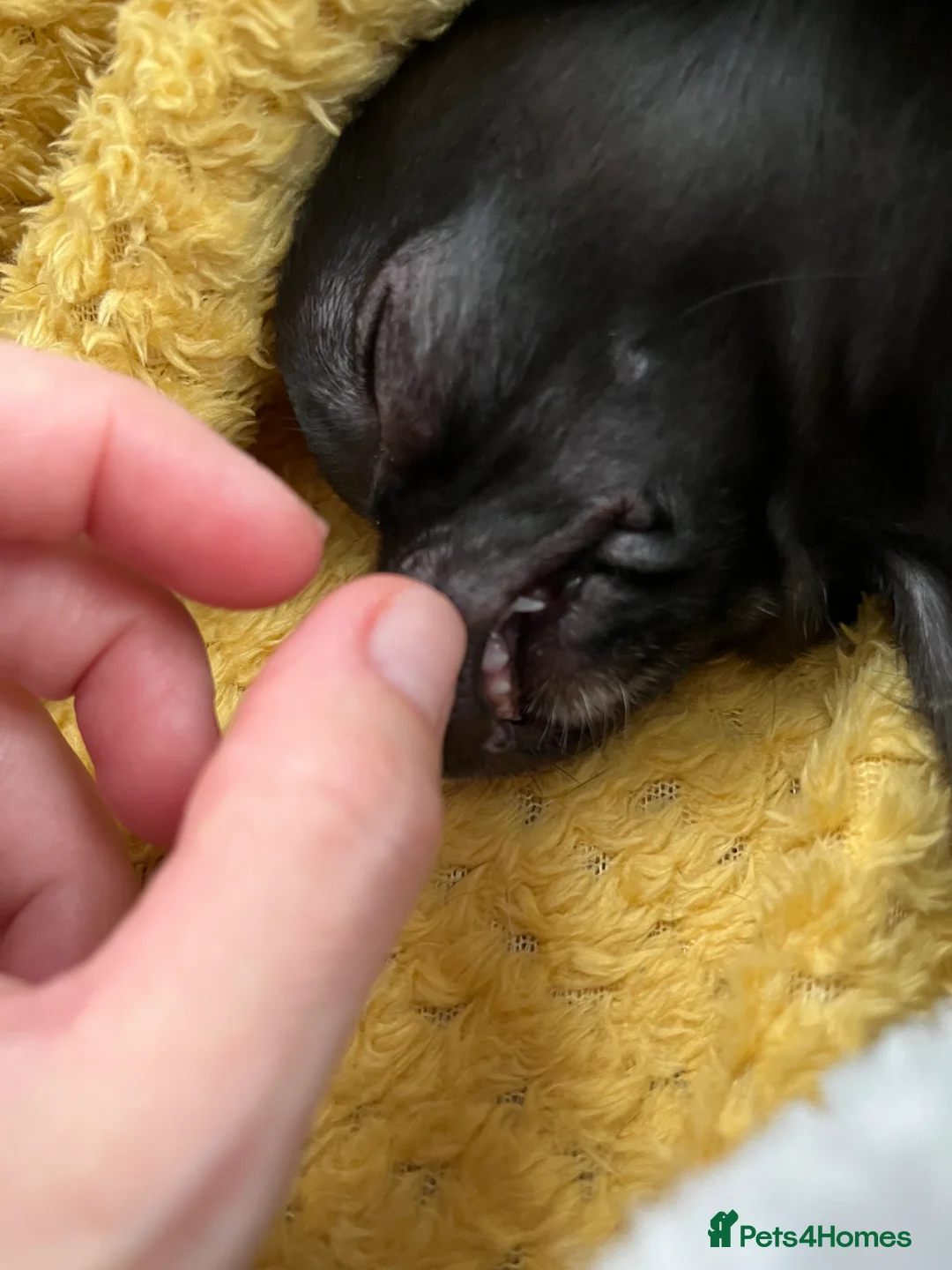 Chihuahua dogs for sale: Purebred Male Chihuahua Puppy - Advert 8