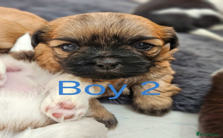Shih Tzu dogs - Advert 7