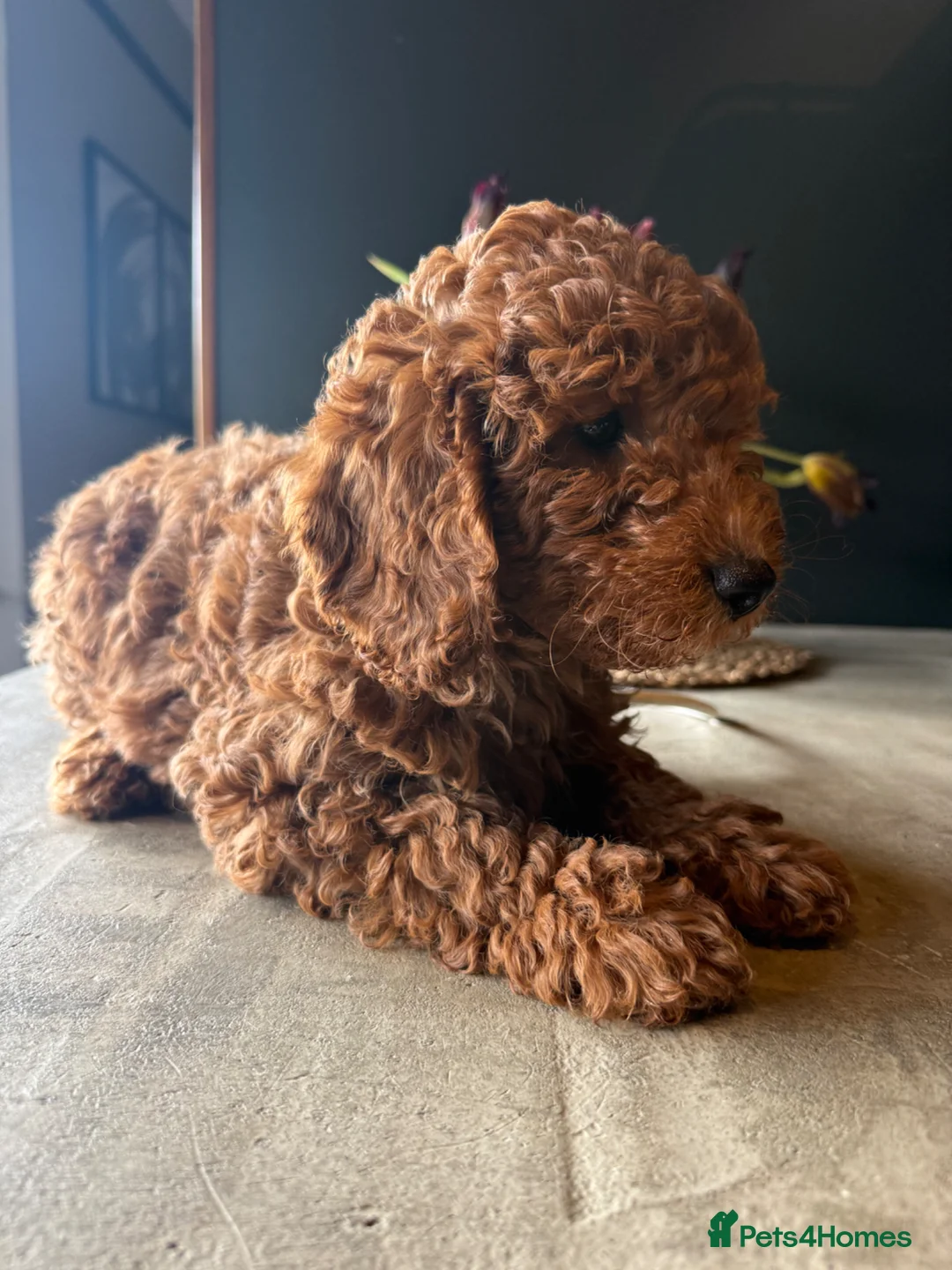 Cockapoo dogs for sale: 🐶🤎 3 cockapoo girls ready for loving home 🤎🤎 - Advert 1
