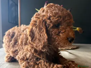 Cockapoo dogs 🐶🤎 3 cockapoo girls ready for loving home 🤎🤎 - Advert 1