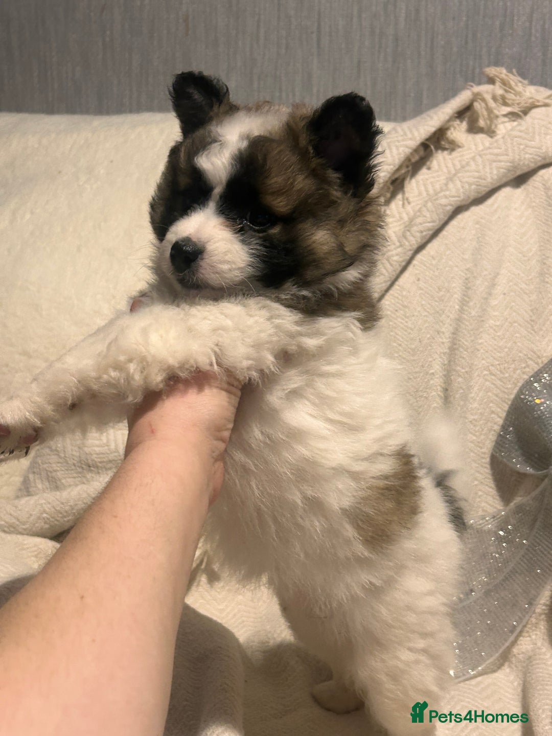 Mixed Breed dogs for sale: German spitz cross - Advert 23