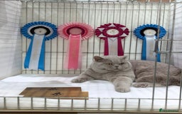 British Shorthair cats for sale: TICA Registered British Shorthair Kittens - Image 16