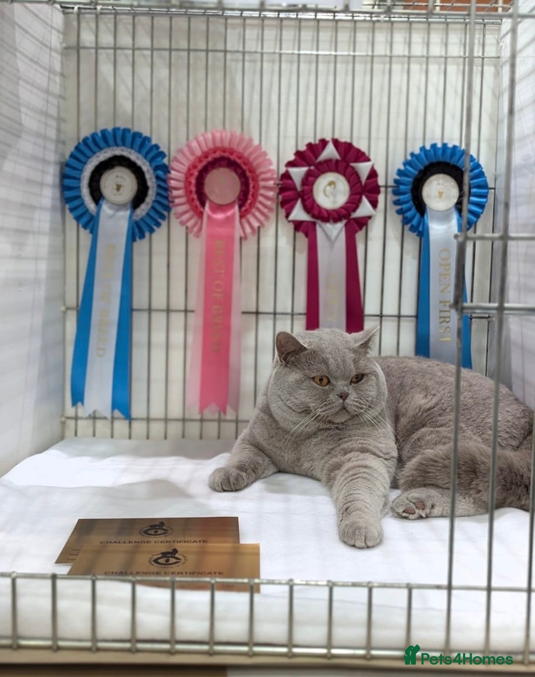 British Shorthair cats for sale: TICA Registered British Shorthair Kittens - Image 16