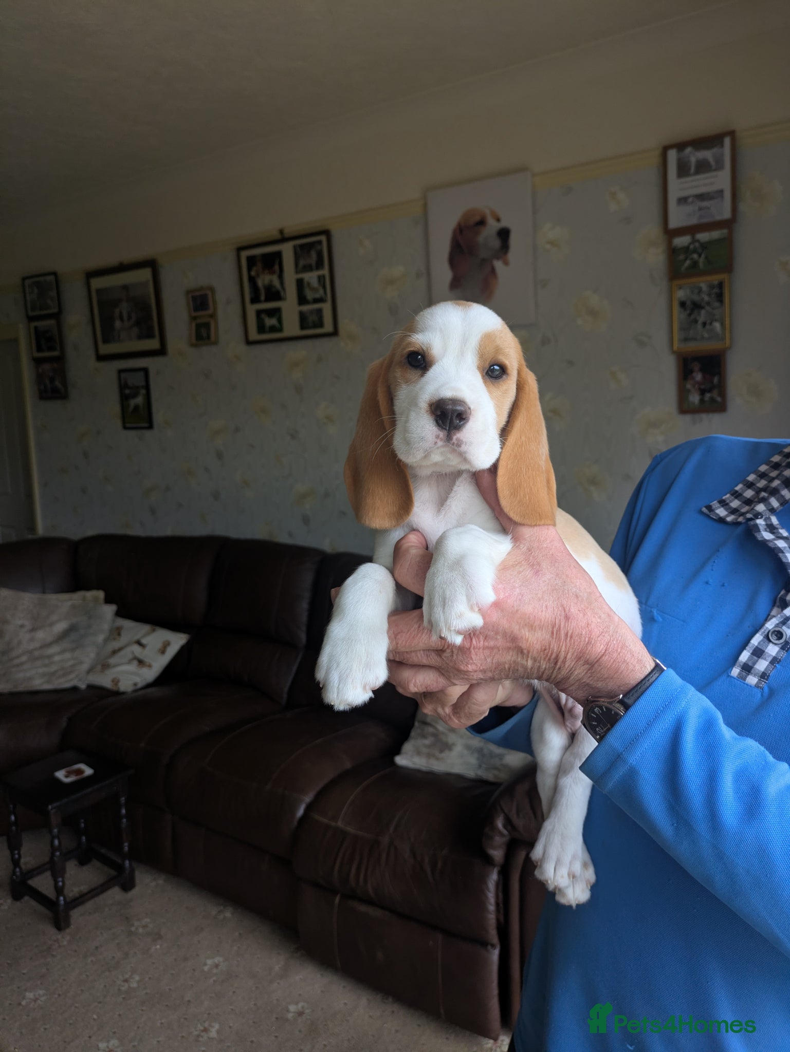 Beagle dogs Beagle puppies  - Advert 1