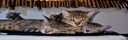Bengal cats for sale: Bengal kittens  - Advert 19