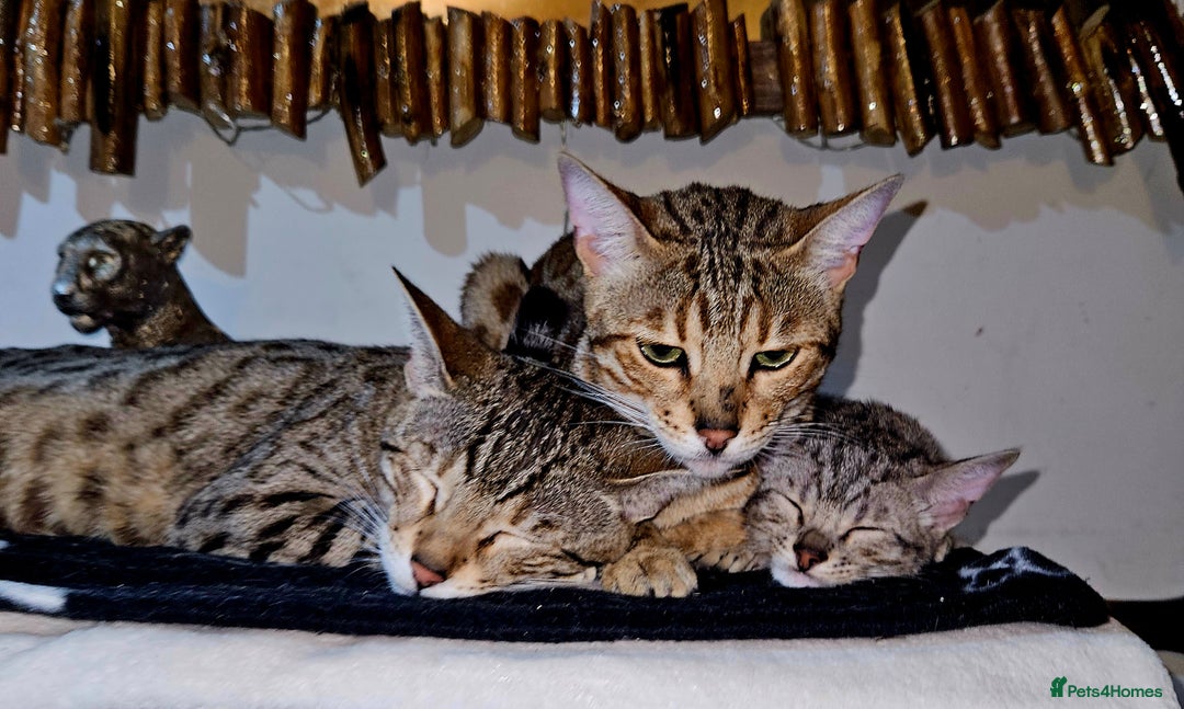 Bengal cats for sale: Bengal kittens  - Advert 19