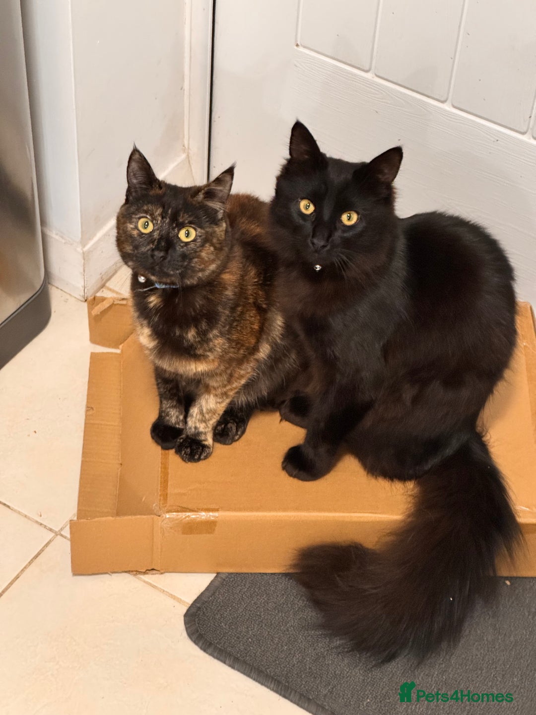 Mixed Breed cats for sale: 7 month old brother & sister looking for new home - Advert 2