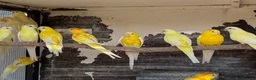Parrots birds for sale: Quality tamed Red Rump Parrots for sale - Advert 5